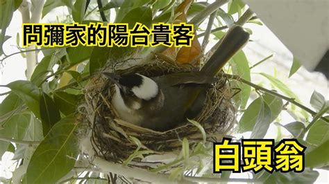 鳥 築 巢 吉兆|【家中有鳥築巢】鳥築巢兆頭！家中有鳥築巢的風水好運